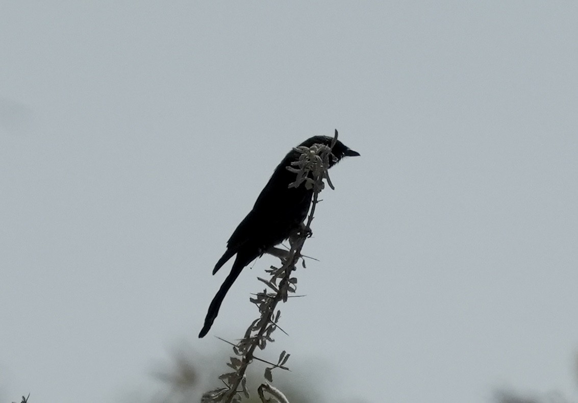 Fork-tailed Drongo - ML619266915