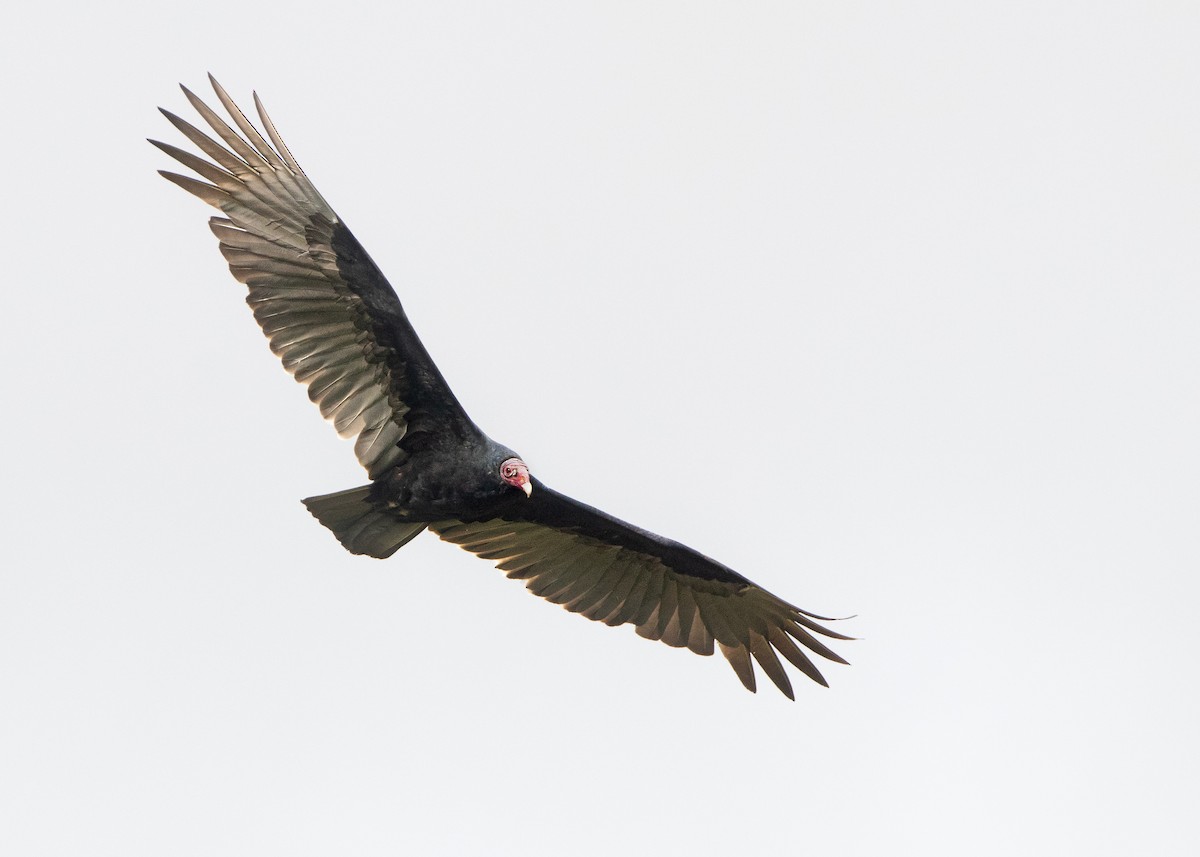 Turkey Vulture - ML619266938