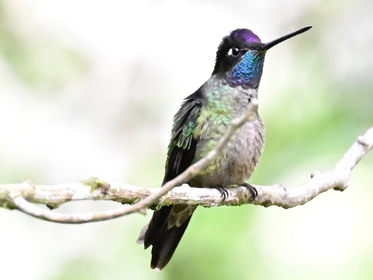 Talamanca Hummingbird - ML619266949