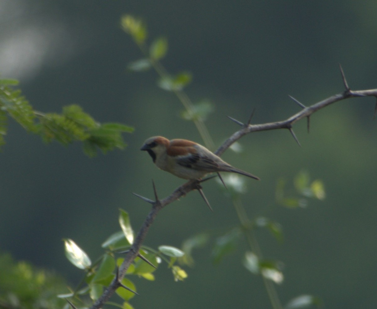 Plain-backed Sparrow - ML619266980