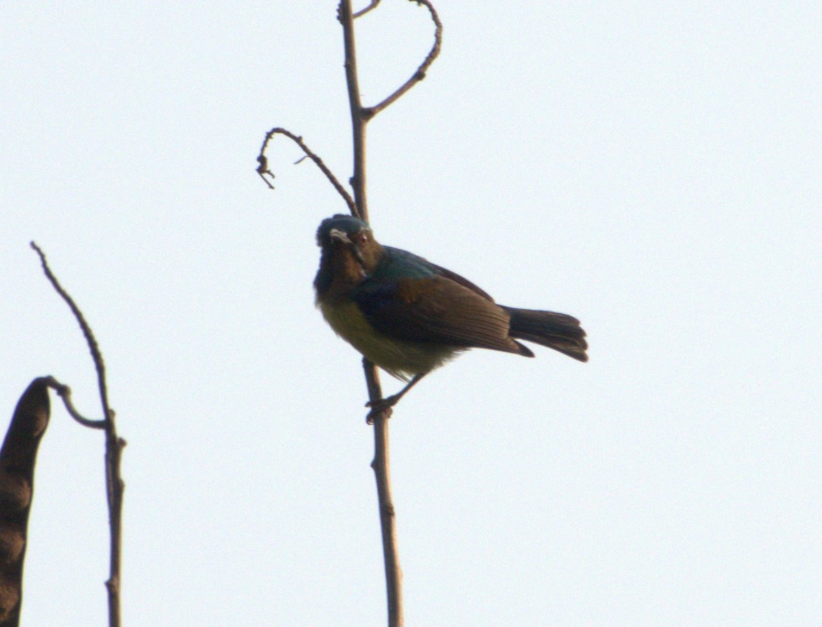Brown-throated Sunbird - ML619266982