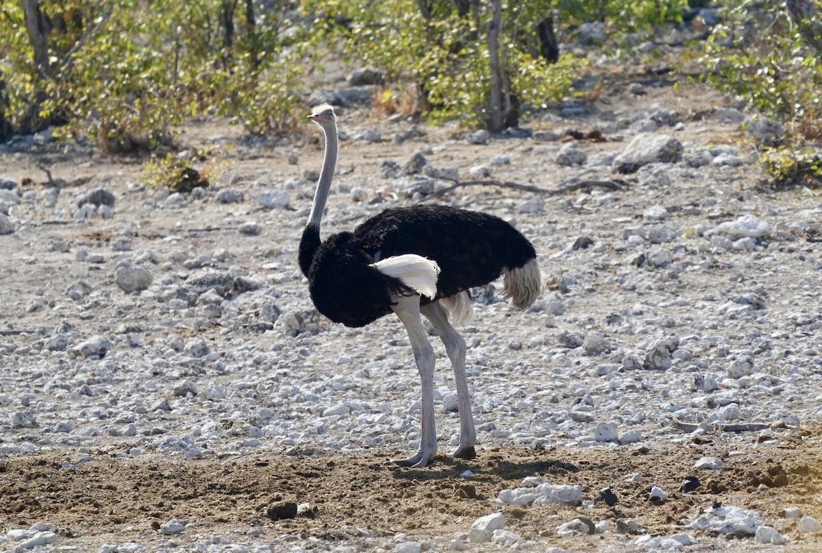 Common Ostrich - ML619266996