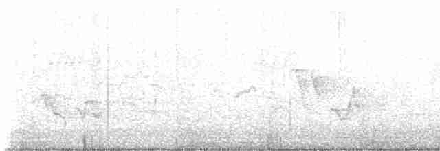 Пестрогорлый соловьиный дрозд - ML619267027