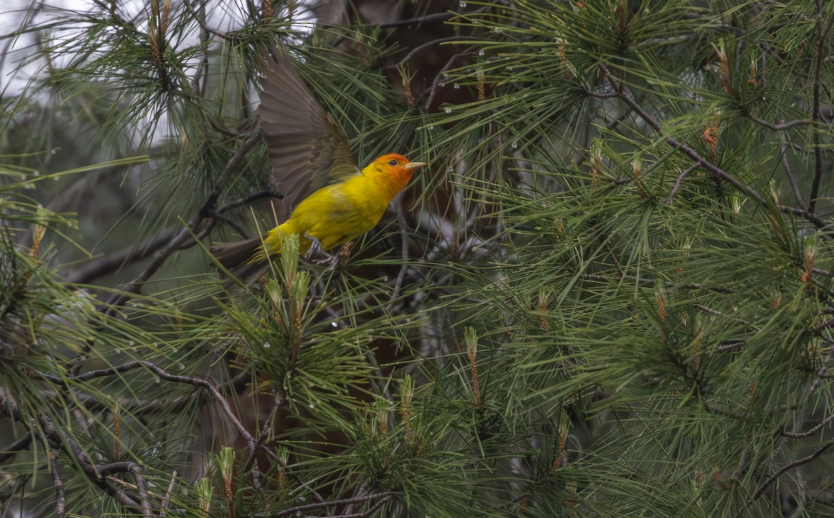 Western Tanager - ML619267039