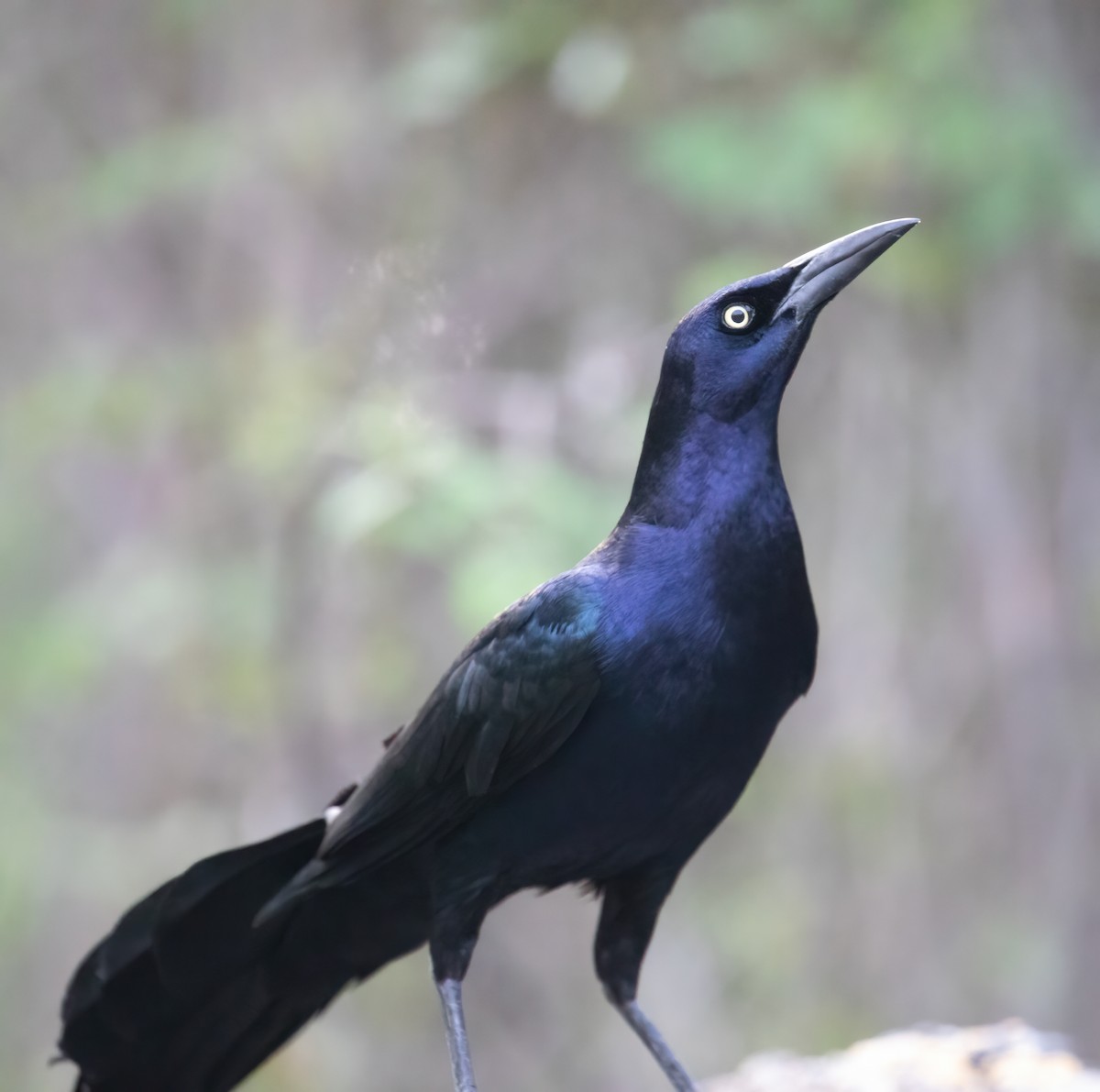 Great-tailed Grackle - ML619267120