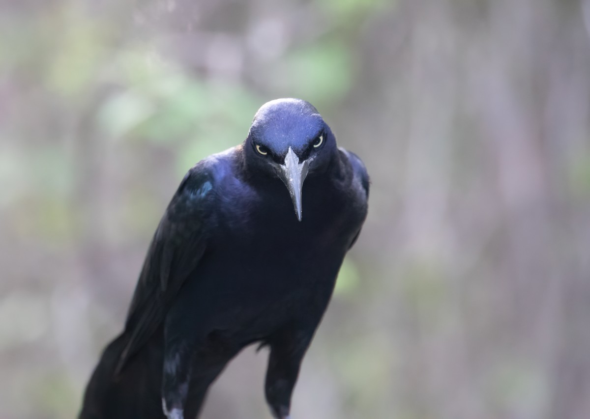 Great-tailed Grackle - ML619267122
