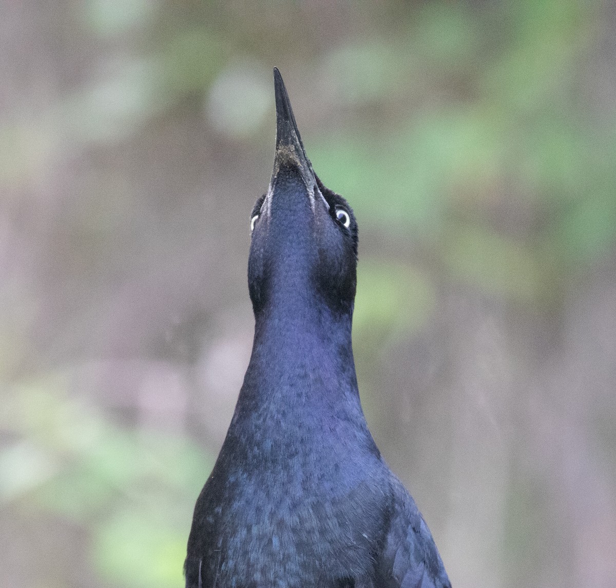 Great-tailed Grackle - ML619267123