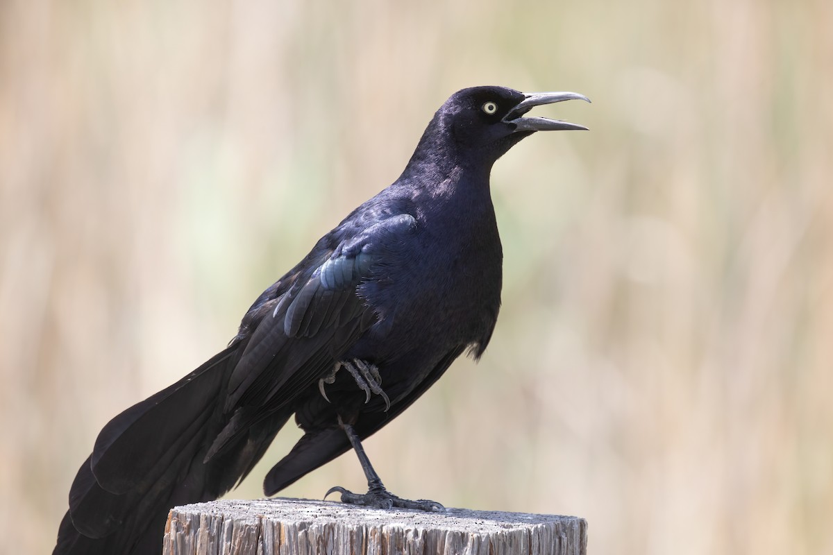 Great-tailed Grackle - ML619267124