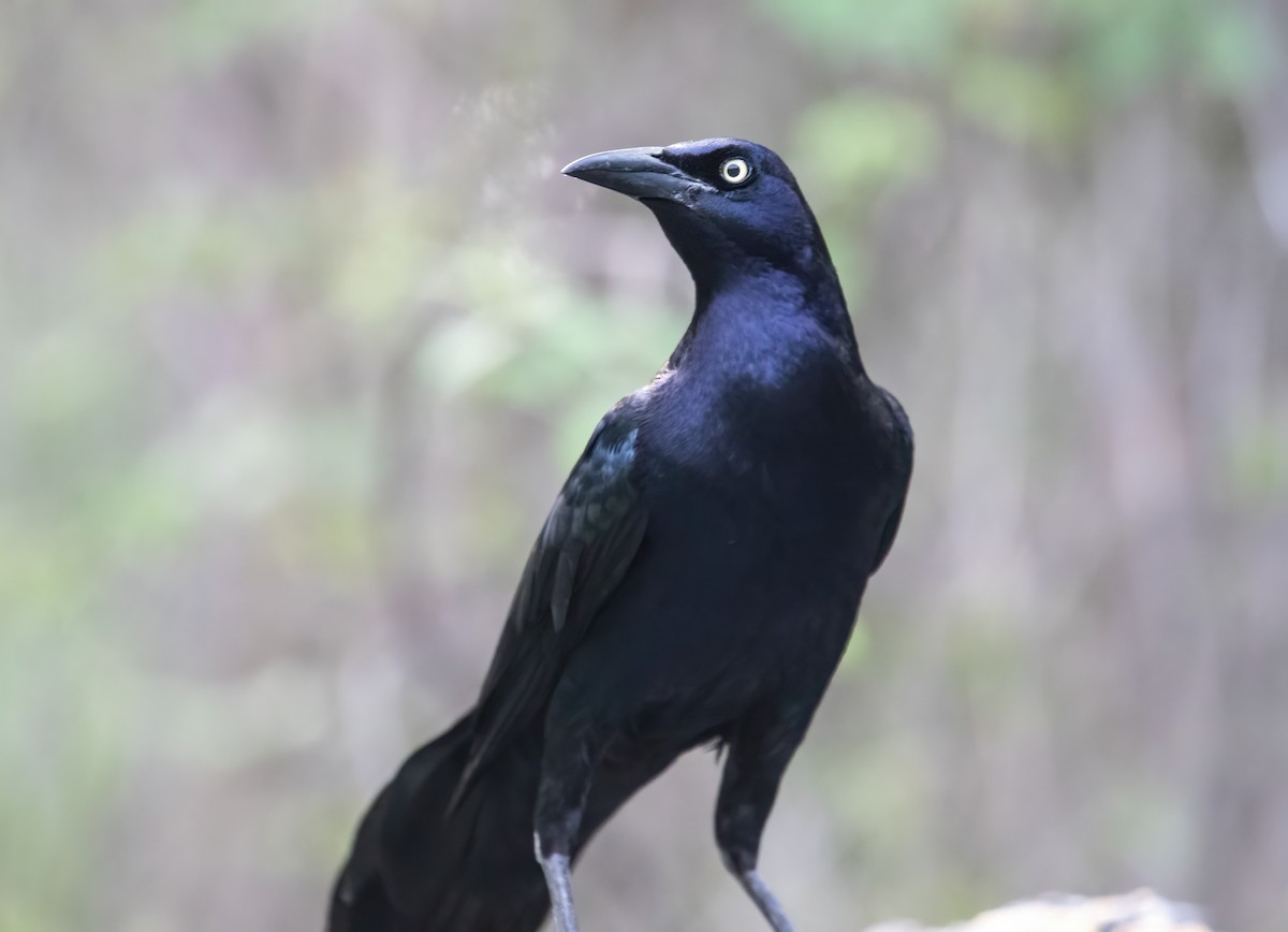 Great-tailed Grackle - ML619267125
