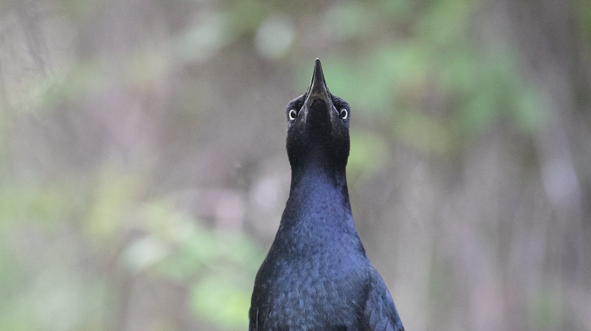 Great-tailed Grackle - ML619267127