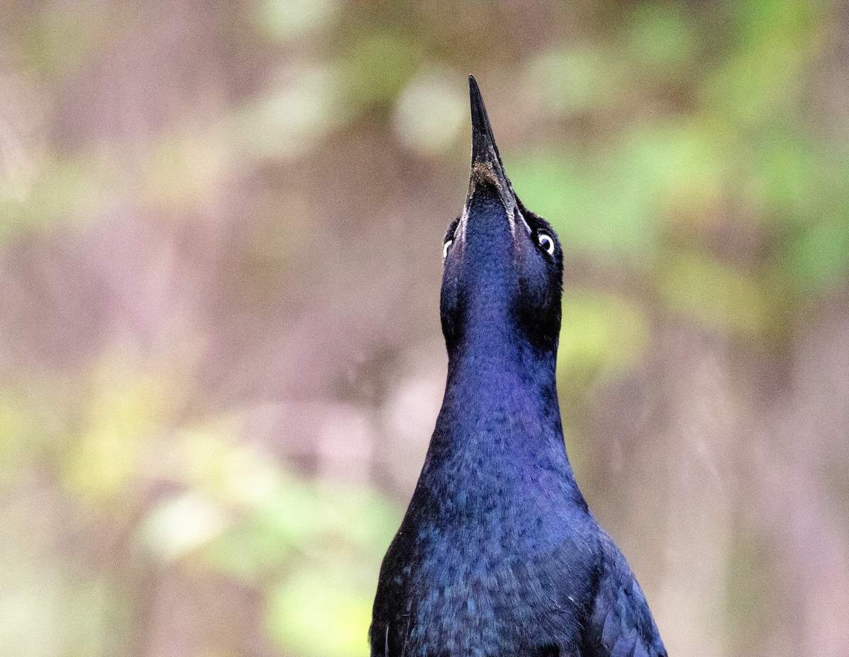 Great-tailed Grackle - ML619267129