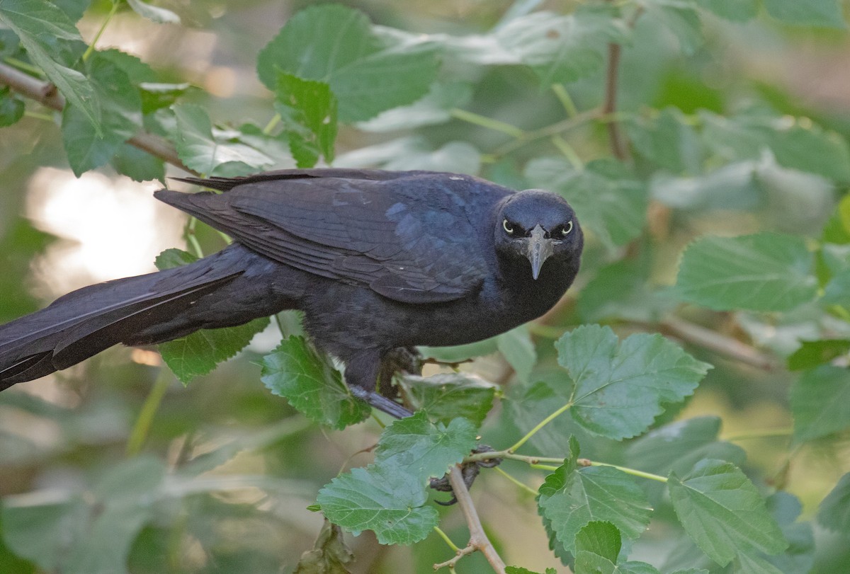 Great-tailed Grackle - ML619267135