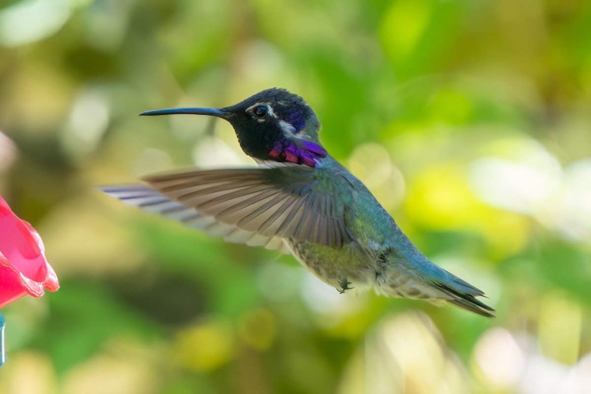 Costa's Hummingbird - ML619267278