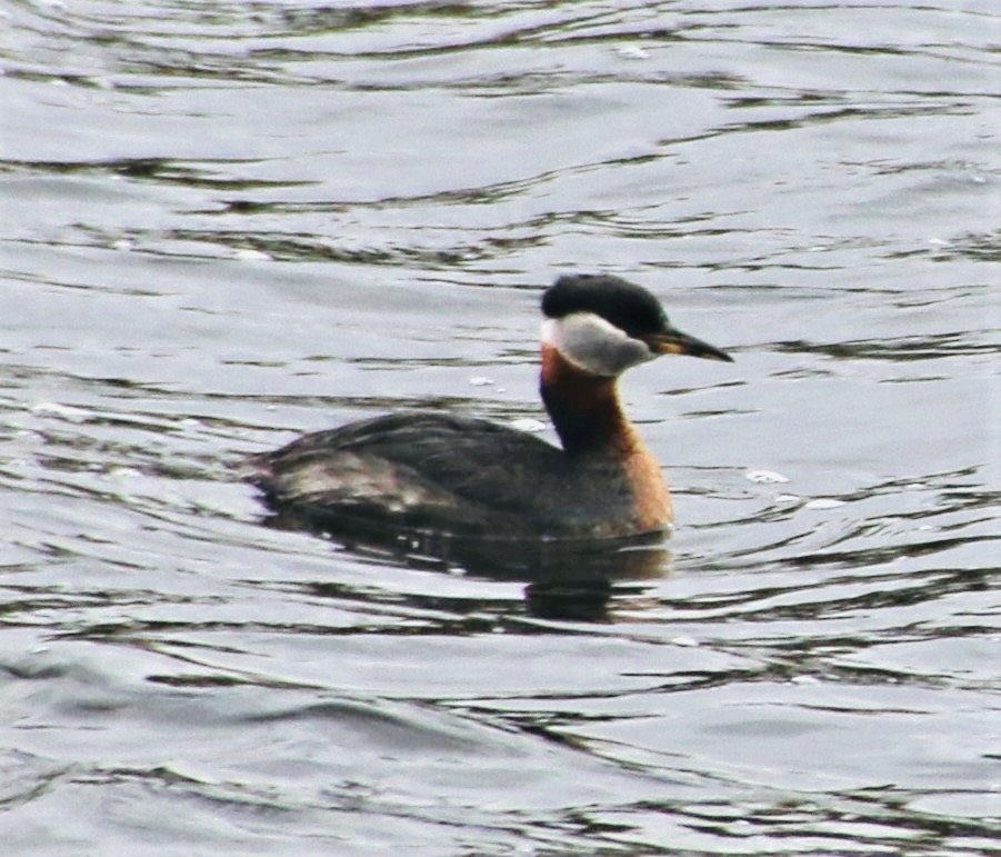 Red-necked Grebe - ML619267382