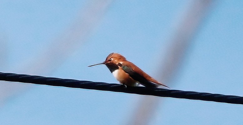 Rufous Hummingbird - ML619267419