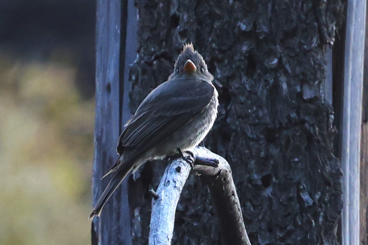 Greater Pewee - ML619267422