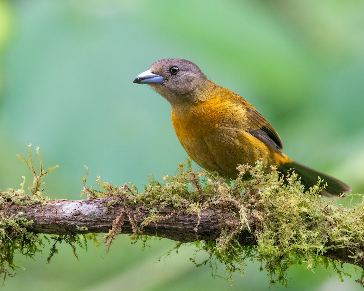 Scarlet-rumped Tanager - ML619267601