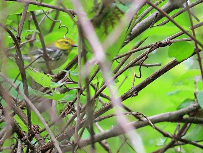 Black-throated Green Warbler - ML619267606