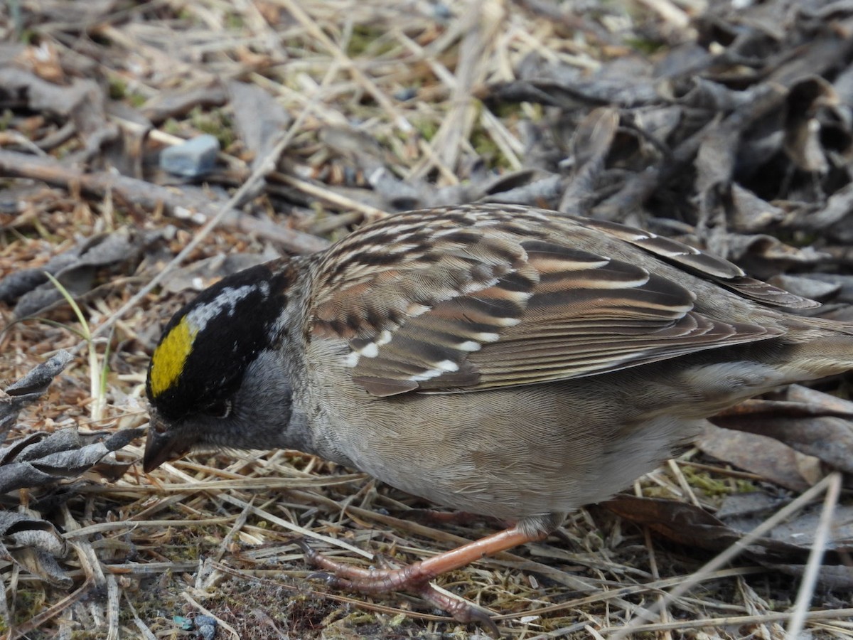 Golden-crowned Sparrow - ML619267621
