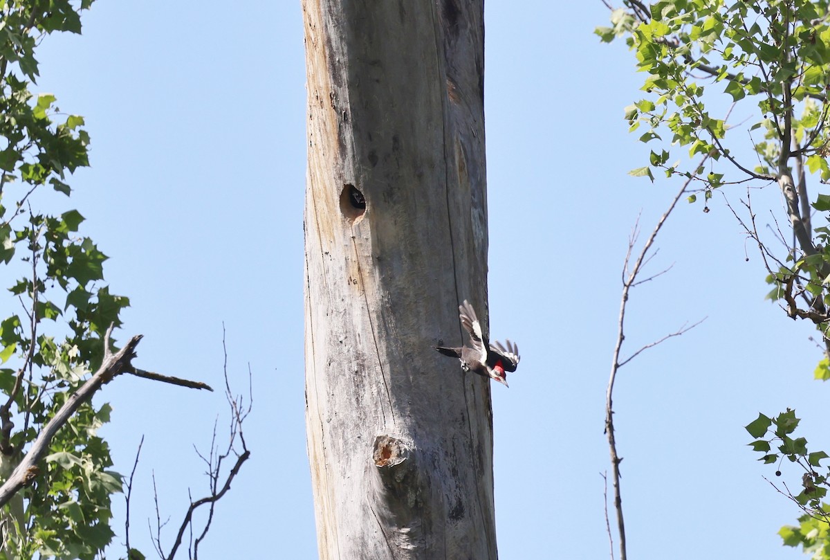 Pileated Woodpecker - ML619267662