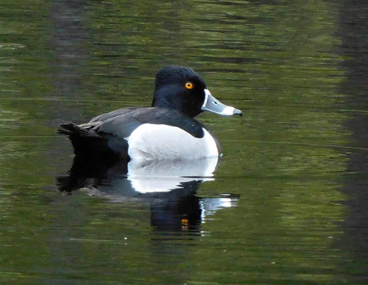 Ring-necked Duck - ML619267678
