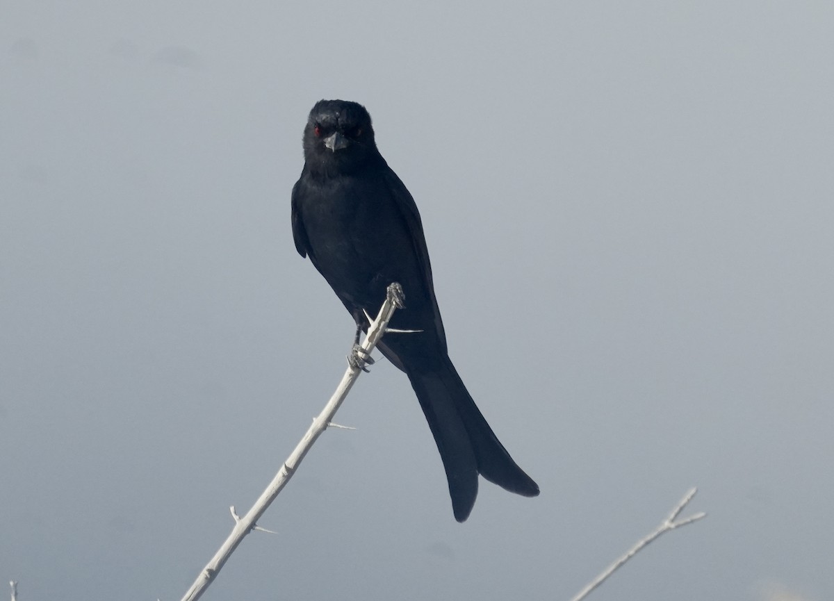 Fork-tailed Drongo - ML619267696