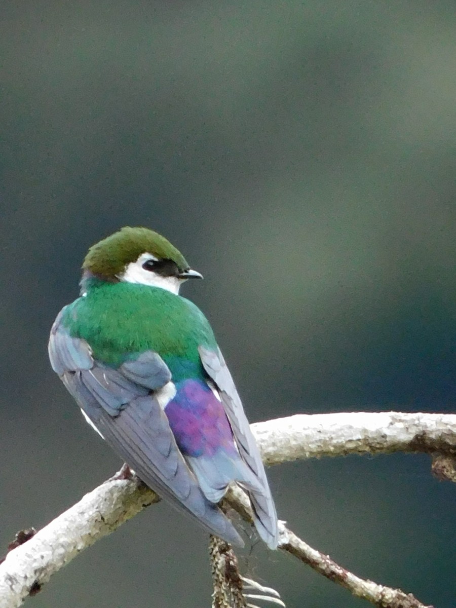 Violet-green Swallow - ML619267698