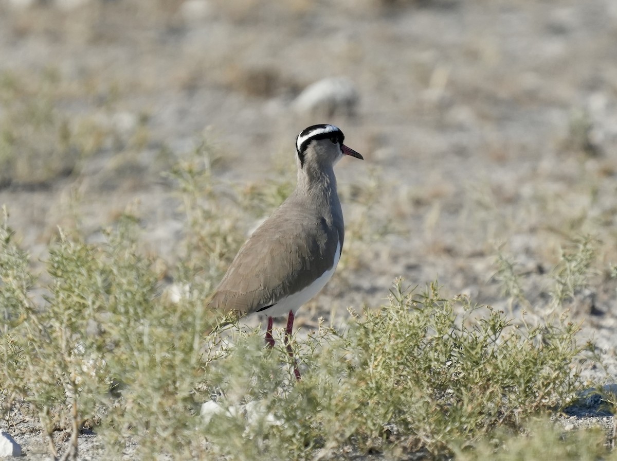 Crowned Lapwing - ML619267700