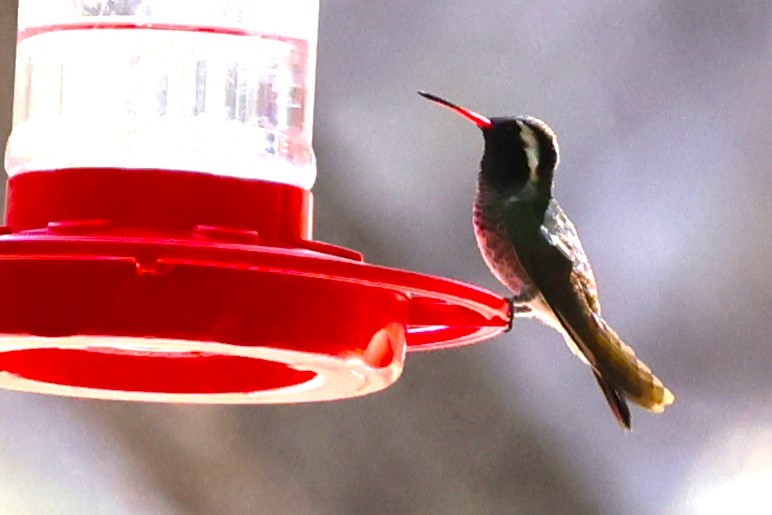 kolibřík bělouchý - ML619267733