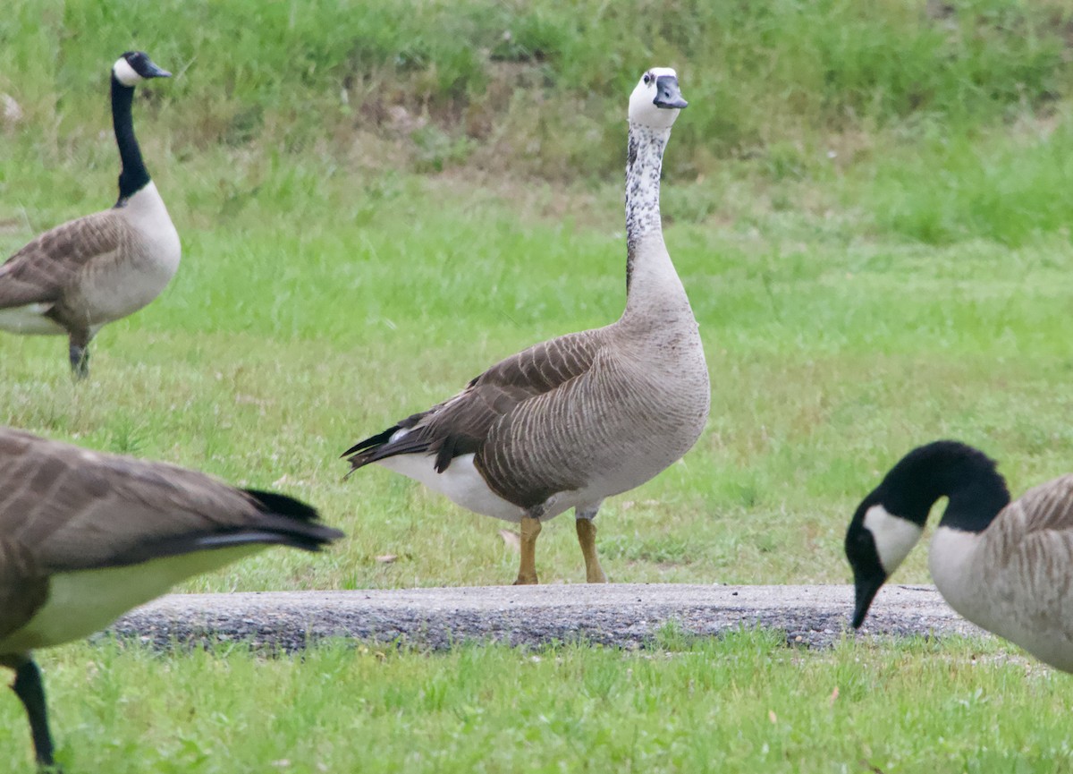 Domestic goose sp. x Canada Goose (hybrid) - ML619267762