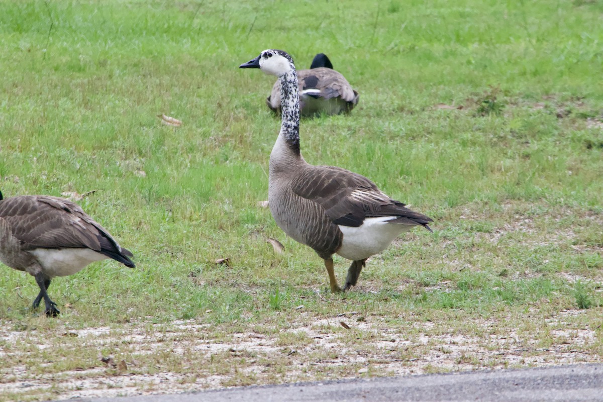 Domestic goose sp. x Canada Goose (hybrid) - ML619267765