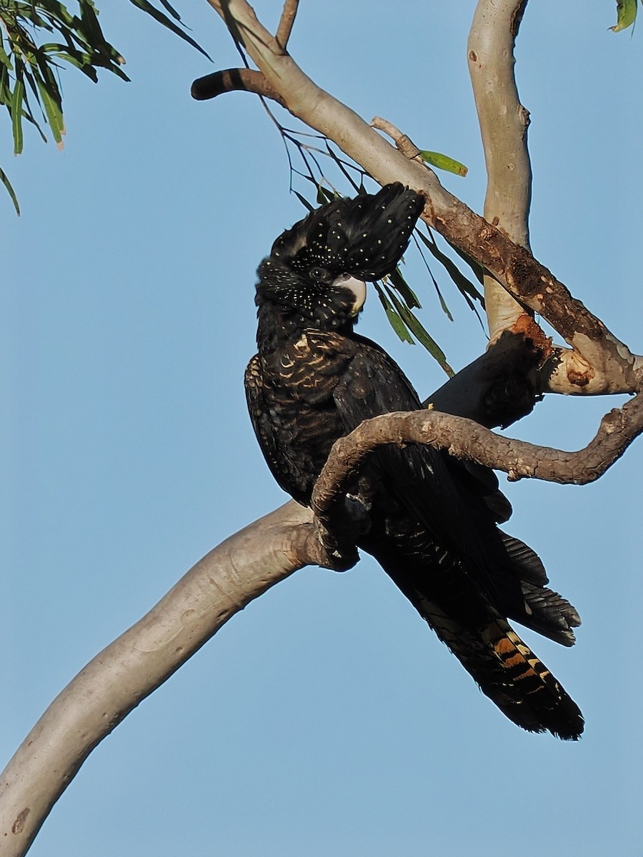 Red-tailed Black-Cockatoo - ML619267778