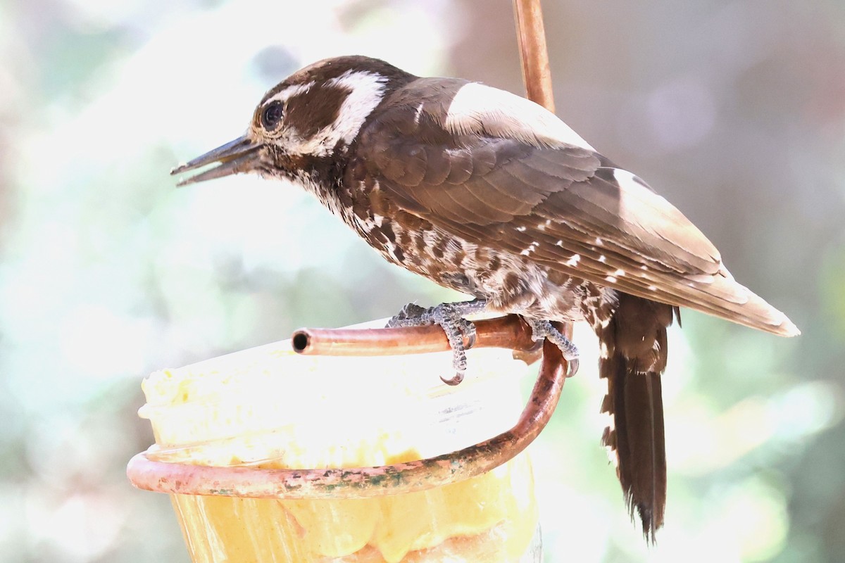 Arizona Woodpecker - ML619267796