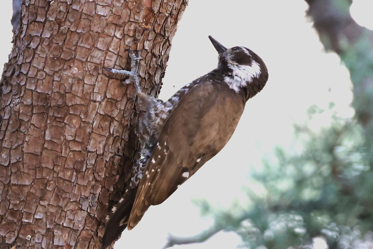 Arizona Woodpecker - ML619267797