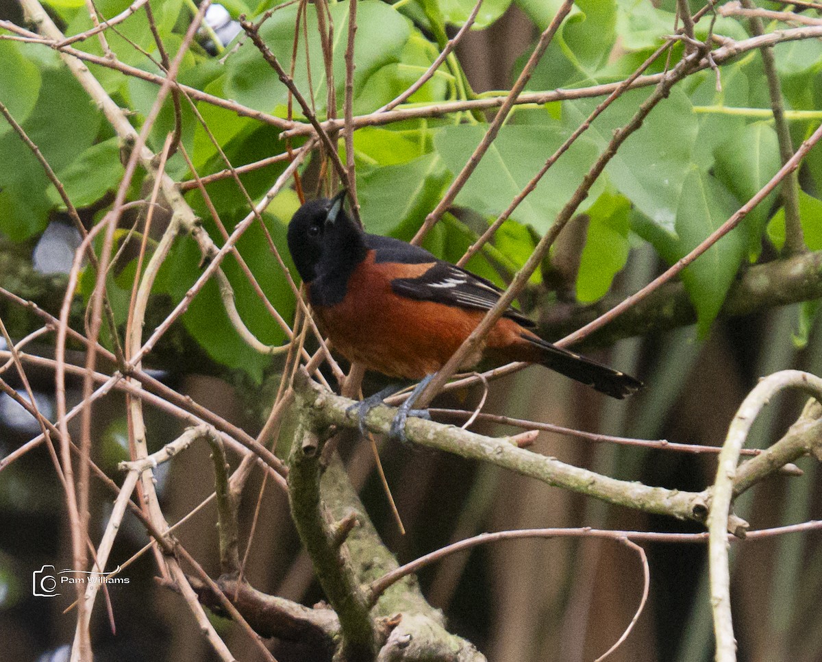 Orchard Oriole - ML619267834