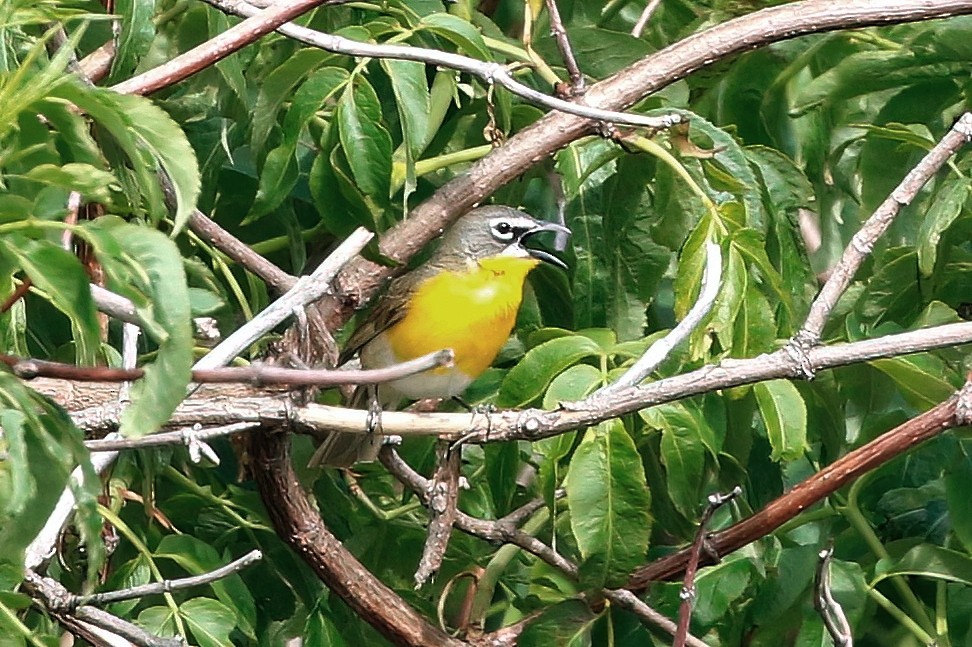 Yellow-breasted Chat - ML619267846