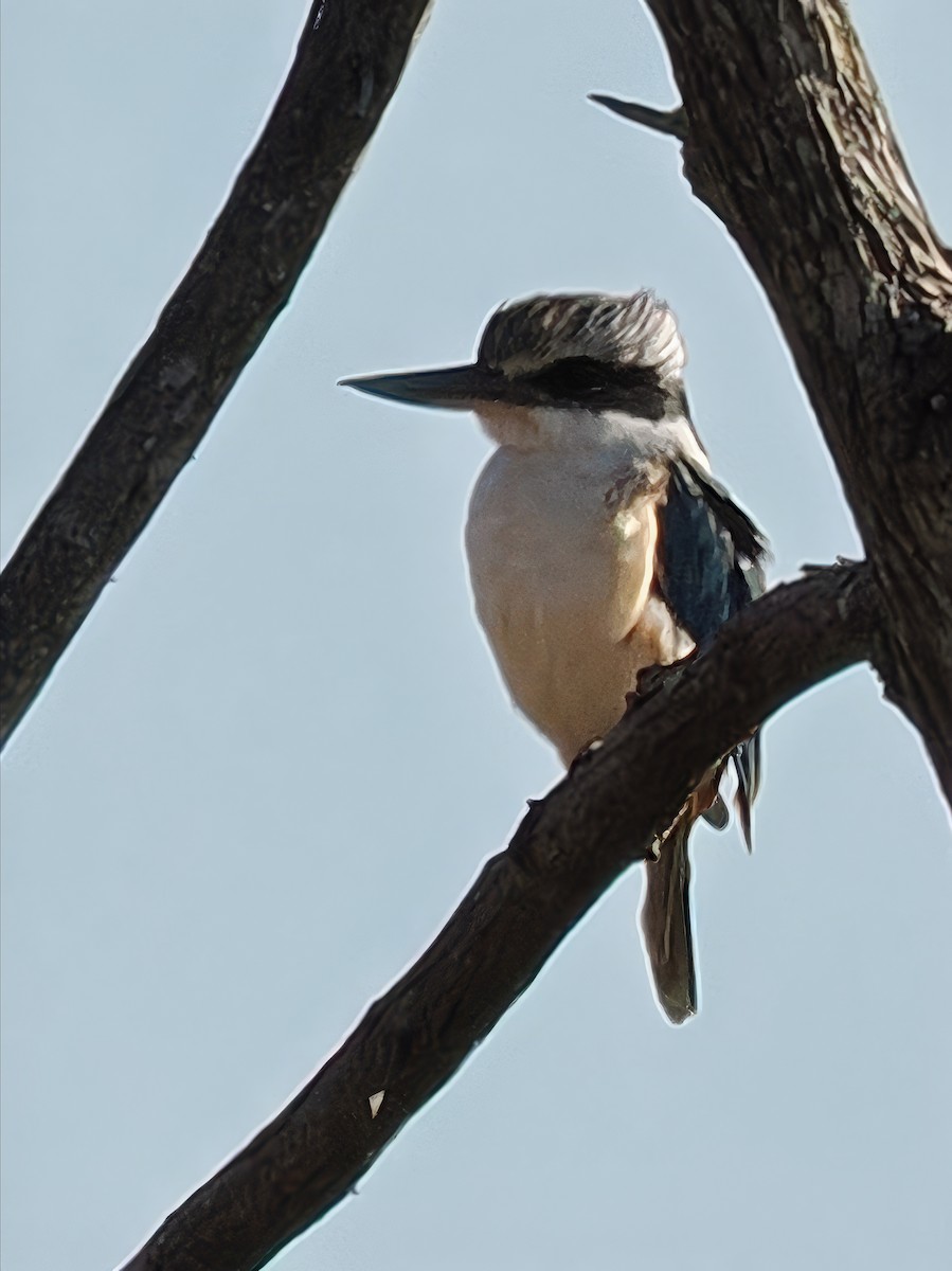Red-backed Kingfisher - ML619267878