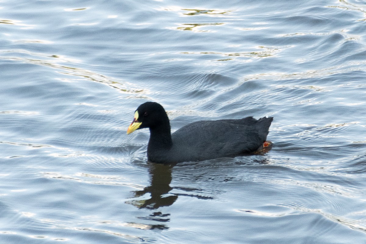 Red-gartered Coot - ML619267897