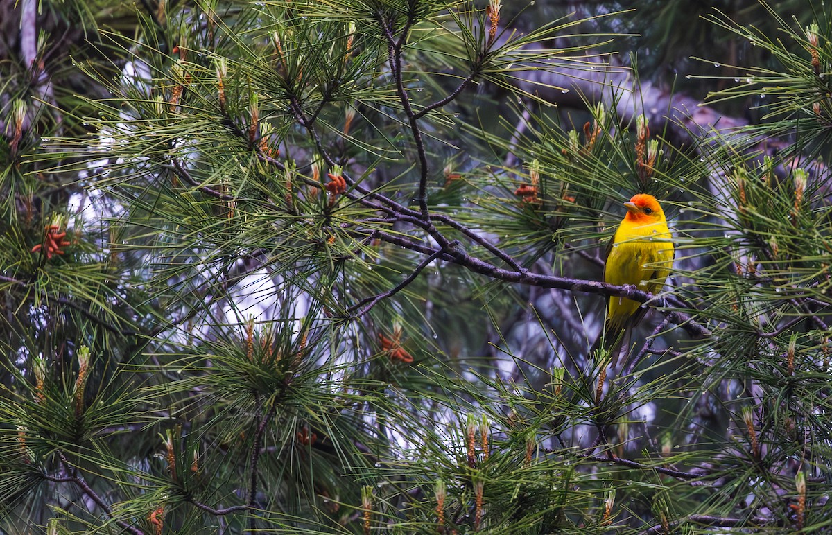 Western Tanager - ML619267913