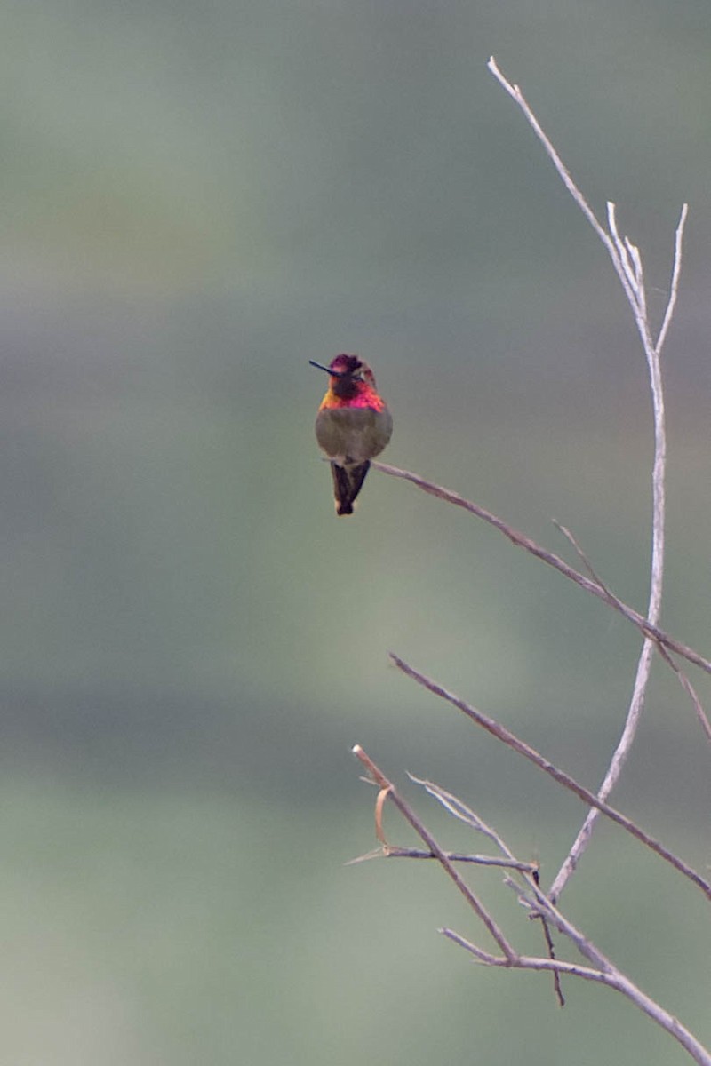 Anna's Hummingbird - ML619267944