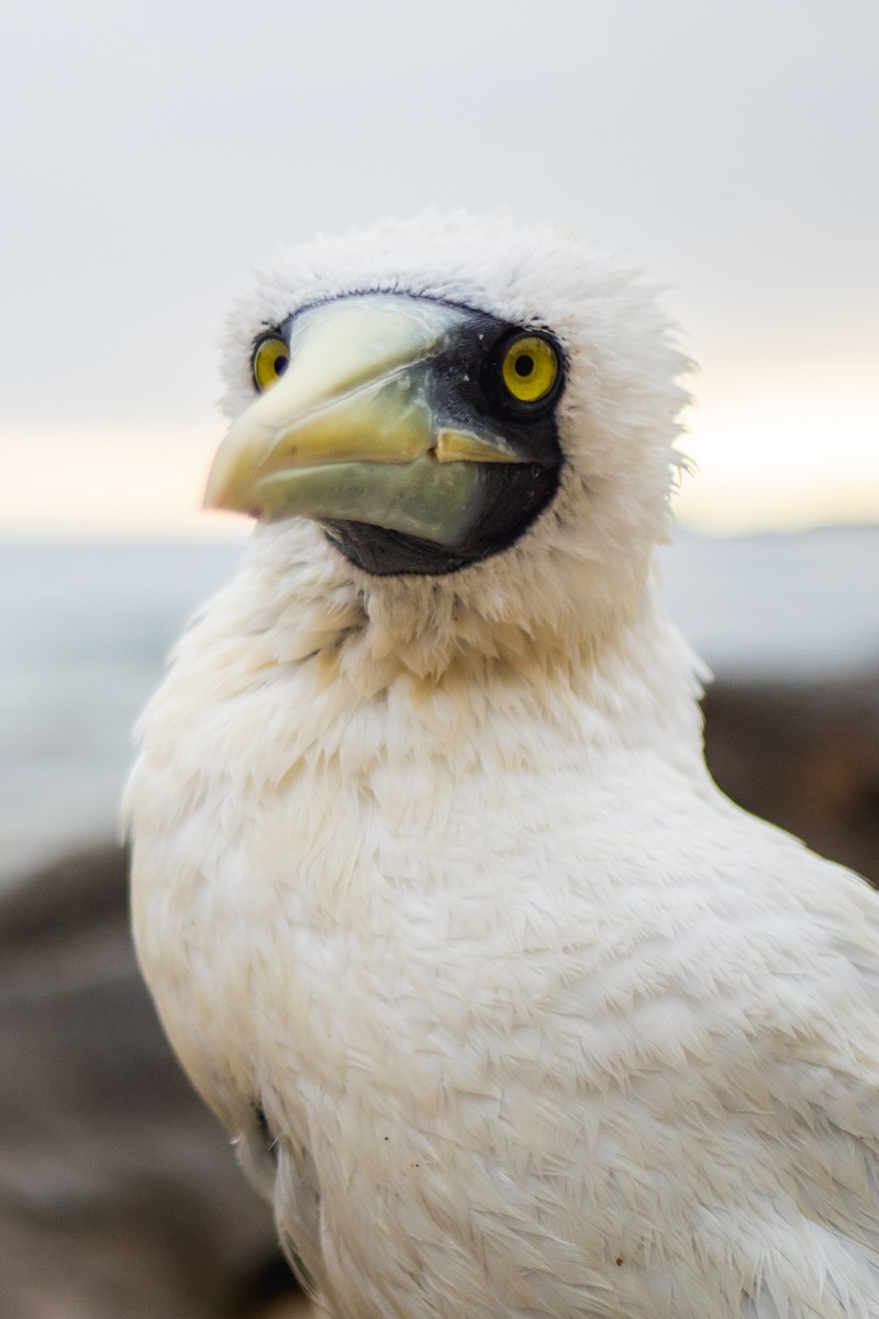 Masked Booby - ML619268027