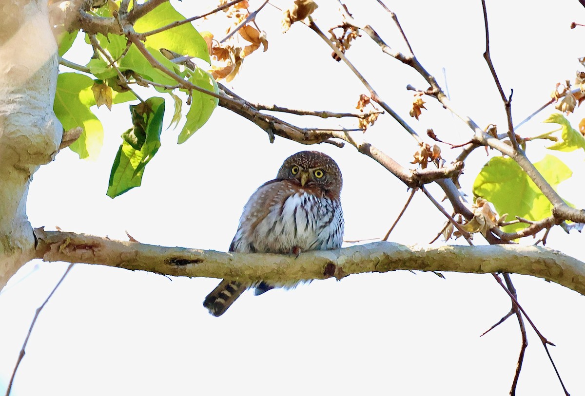 Northern Pygmy-Owl - ML619268080