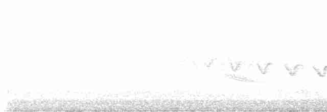 Каньонный крапивник - ML619268117