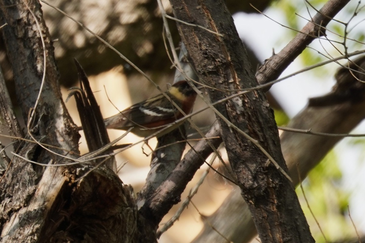 Bay-breasted Warbler - ML619268174