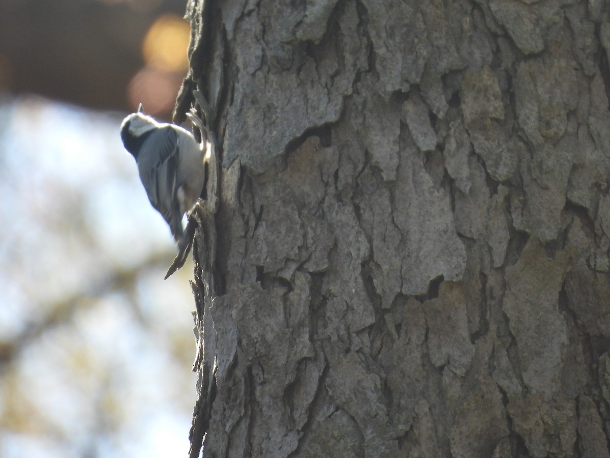 White-breasted Nuthatch - ML619268178