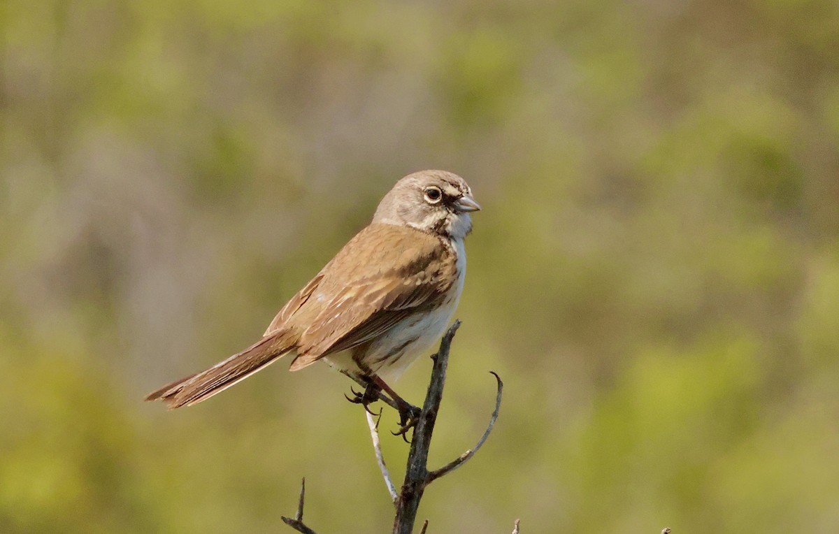 Bell's Sparrow (belli) - ML619268212
