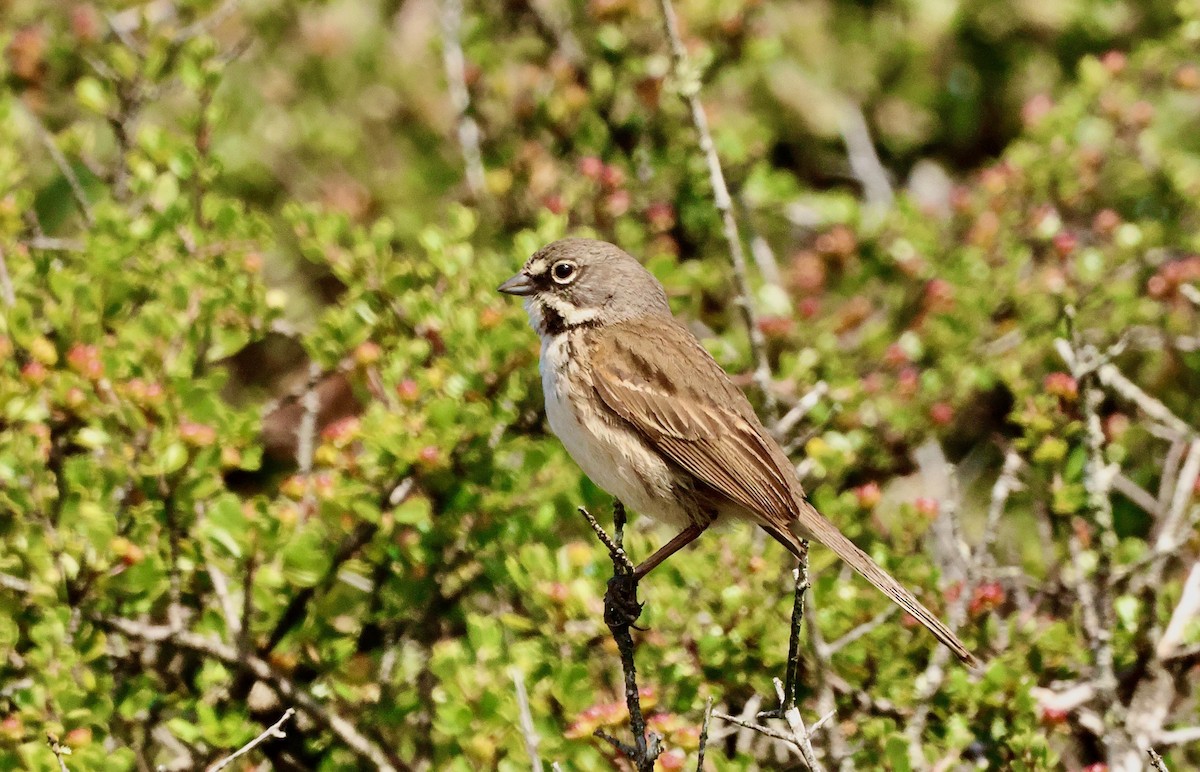 Bell's Sparrow (belli) - ML619268226