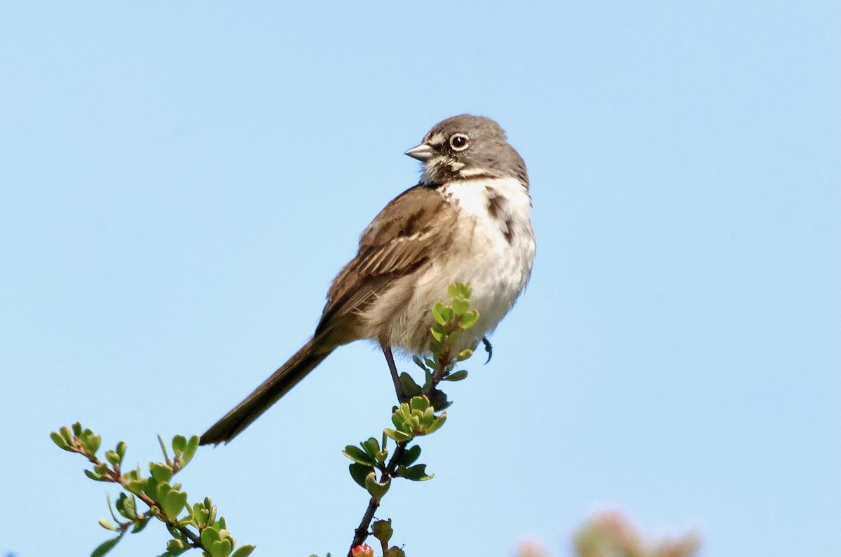 Bell's Sparrow (belli) - ML619268232