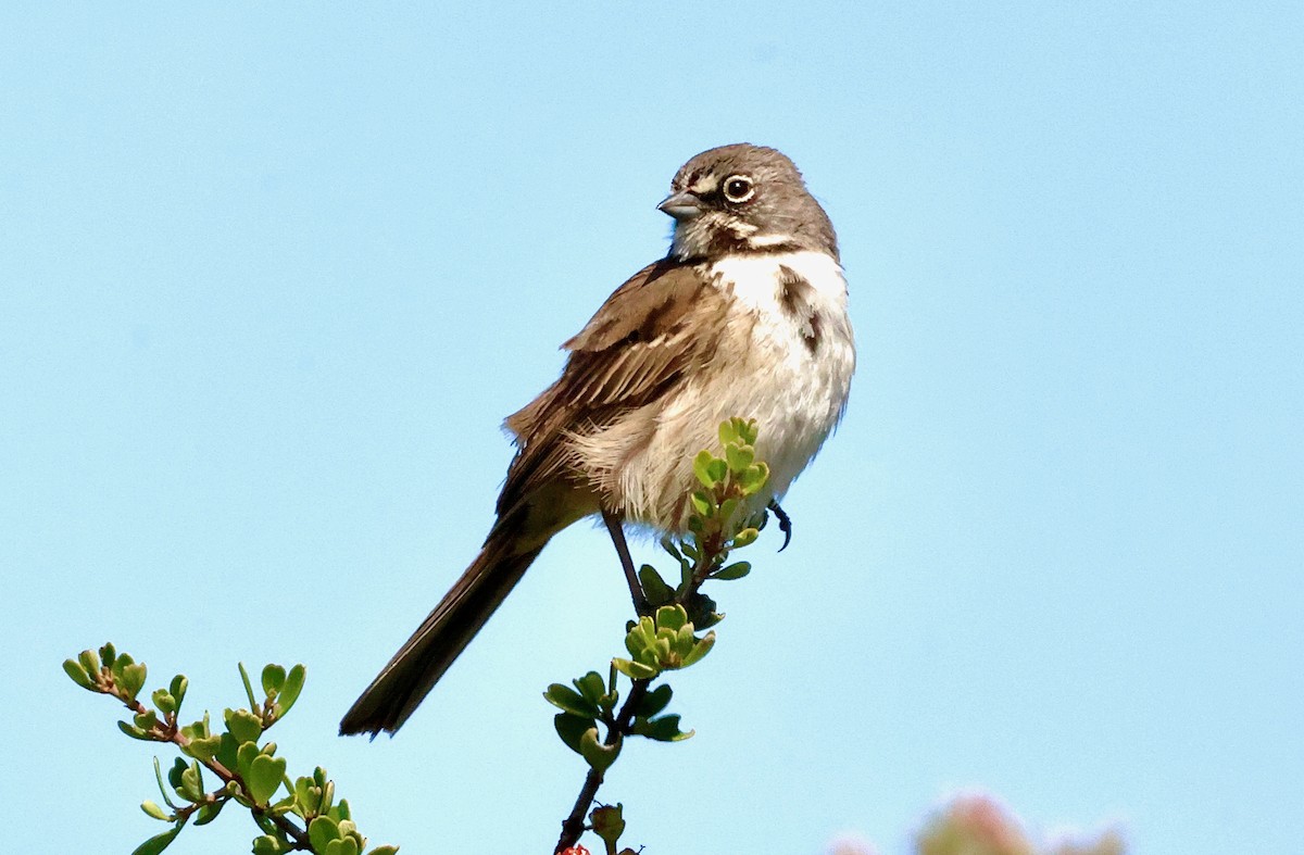 Bell's Sparrow (belli) - ML619268241