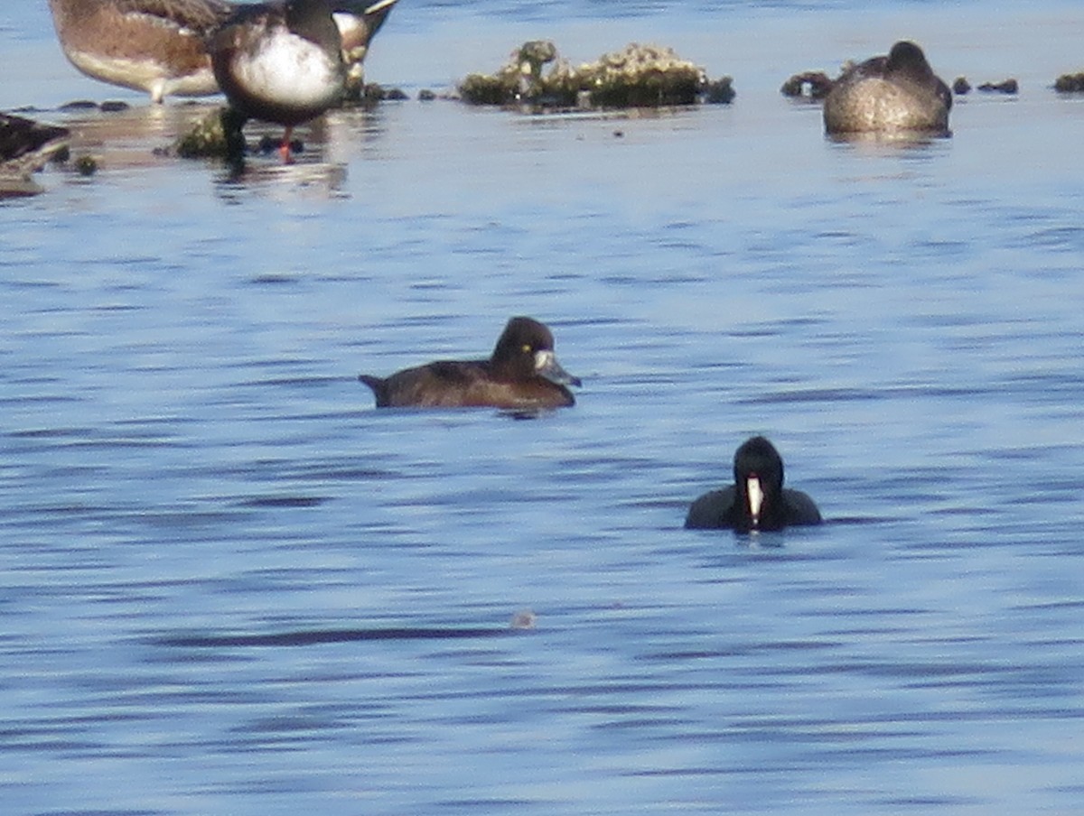 Tufted Duck - ML619268280